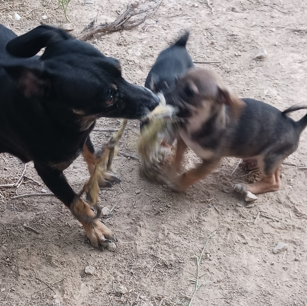 Dober-Chester Dog (Toy) - Black / Beige Dogs